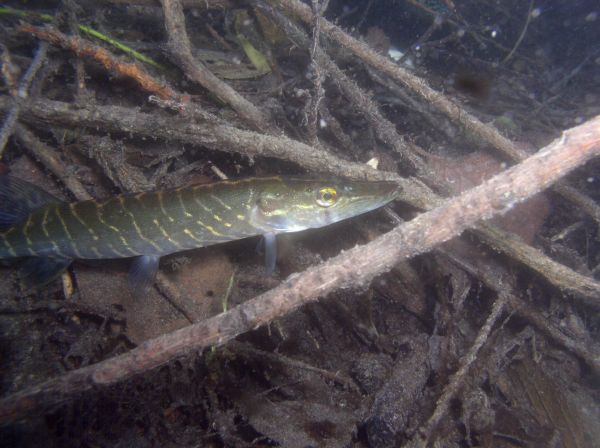 Brochet  Esox lucius